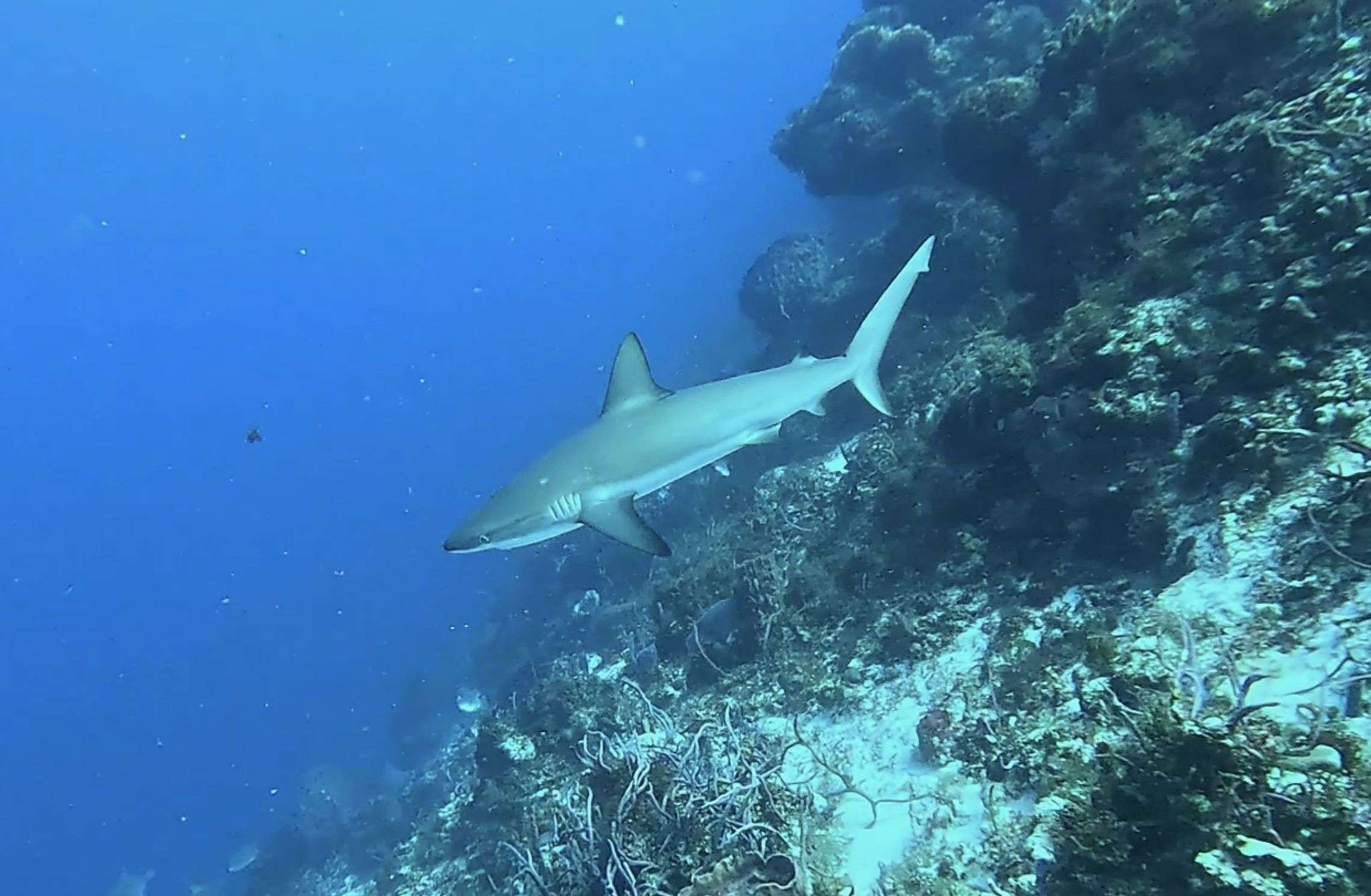 Caribbean reef shark along a coral wall