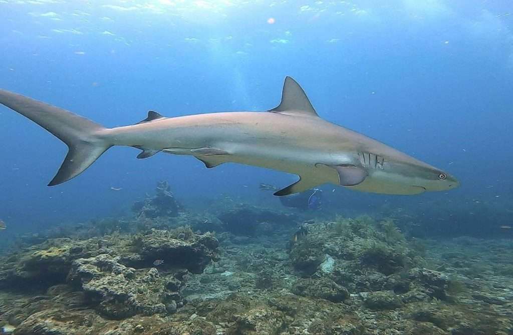 Caribbean reef shark swimming over the corals