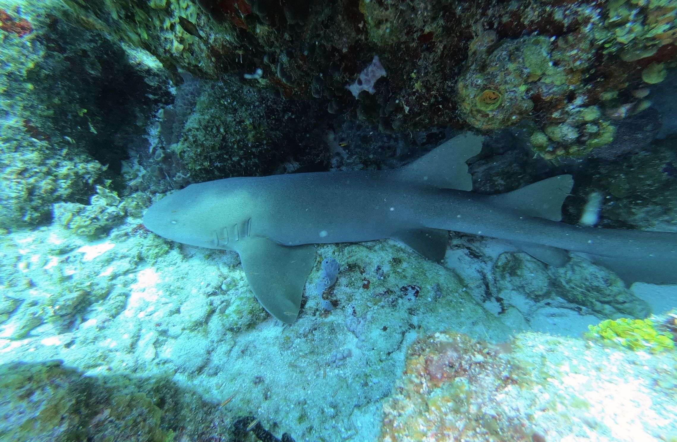 Nurse shark resting at the foot of the reef