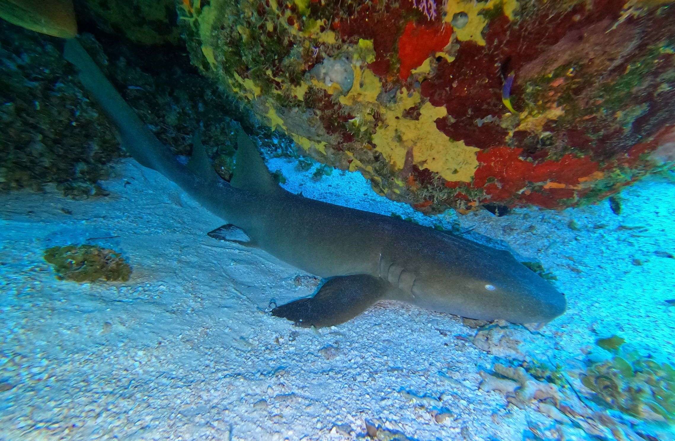Nurse shark under a reef overhang