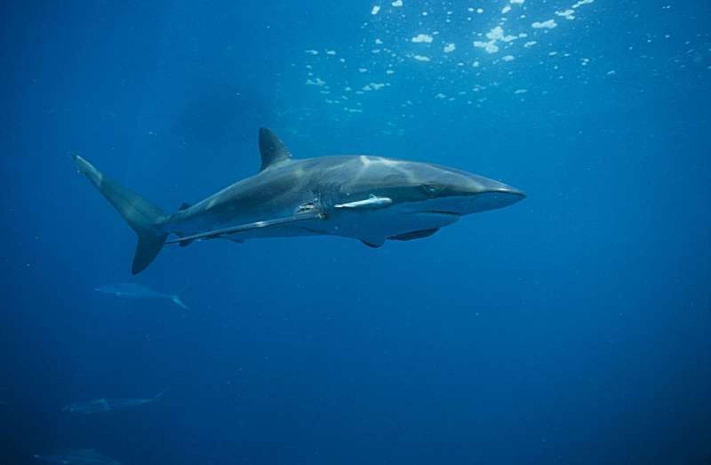 Silky shark swimming in open water