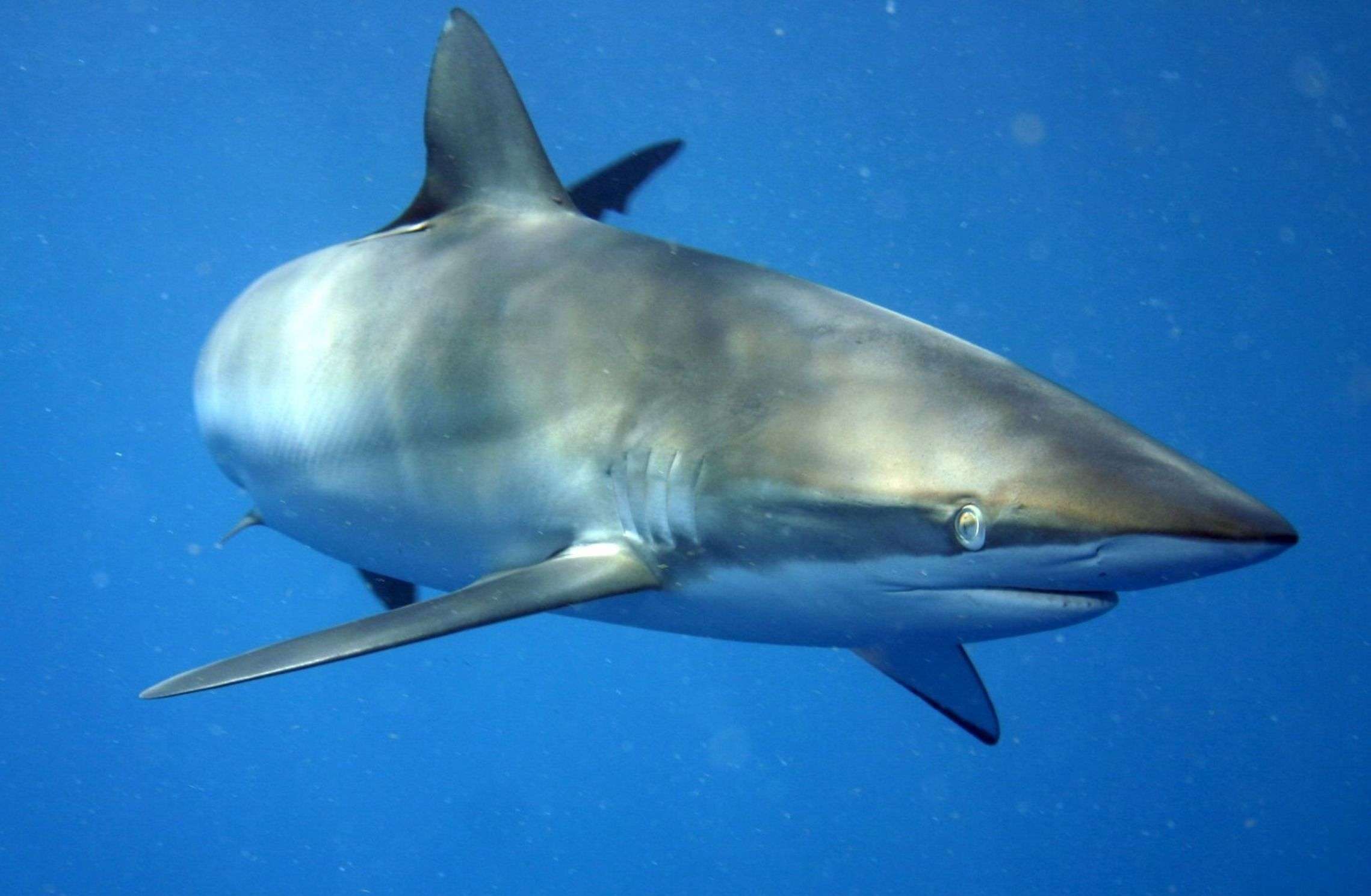Silky shark up close in open water