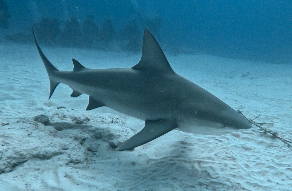 Requin bouledogue près du fond de sable, à Playa del Carmen