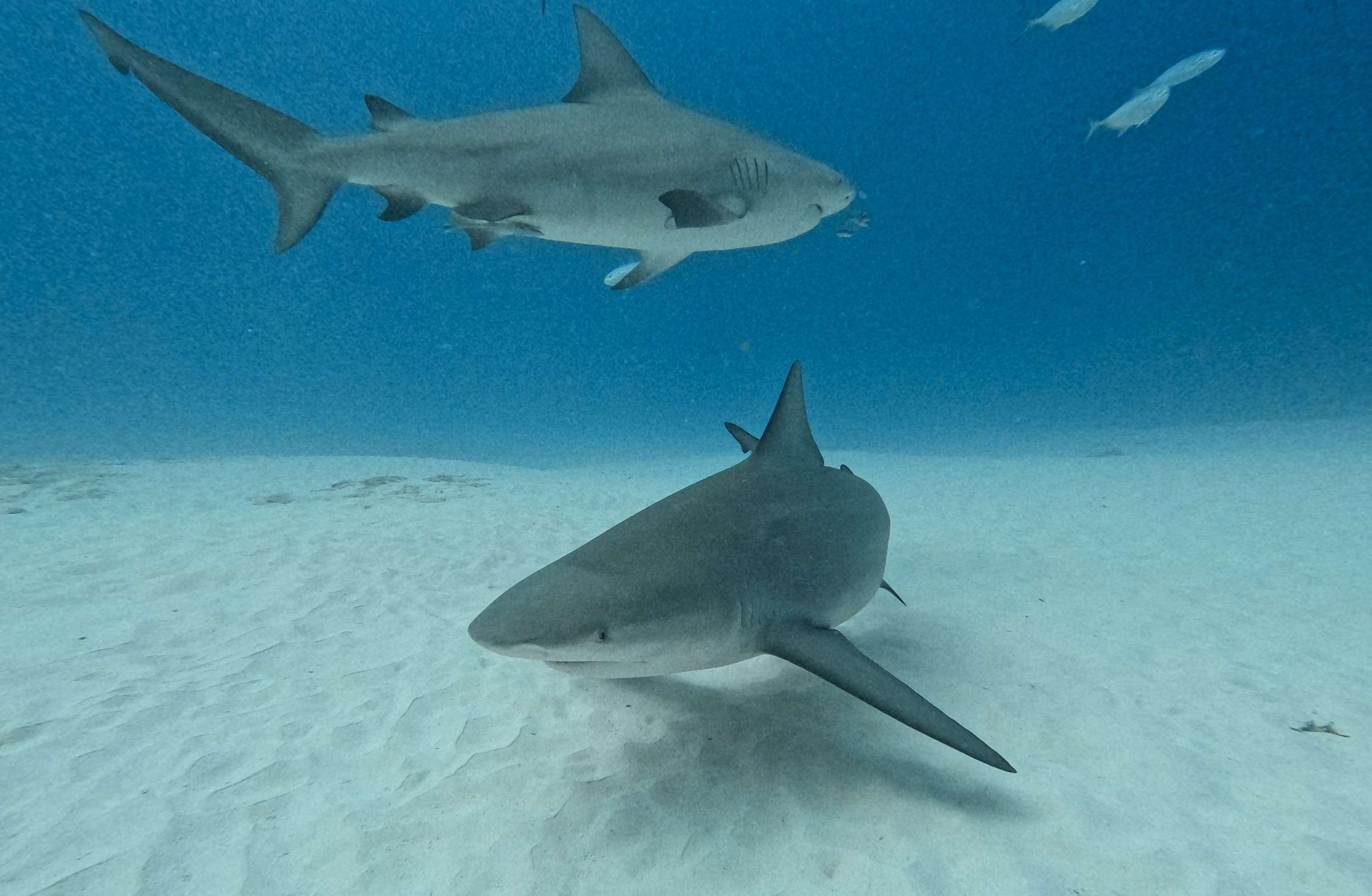 Two bull sharks swimming over the sandy bottom