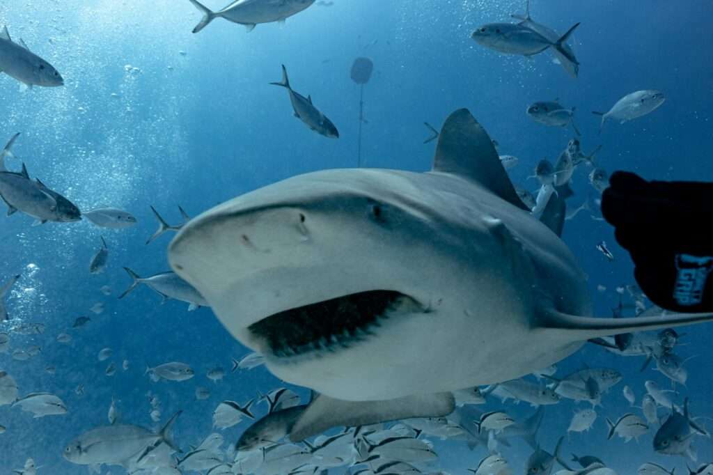 Bull shark in Playa del Carmen – photo © Iván García (@Spino_uwphoto)