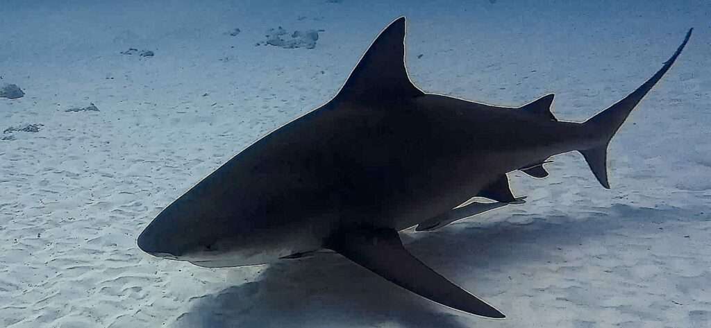 Bull shark in Playa del Carmen – photo © Iván García (@Spino_uwphoto)