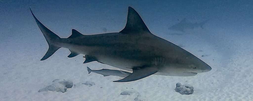 Bull shark in Playa del Carmen – photo © Iván García (@Spino_uwphoto)