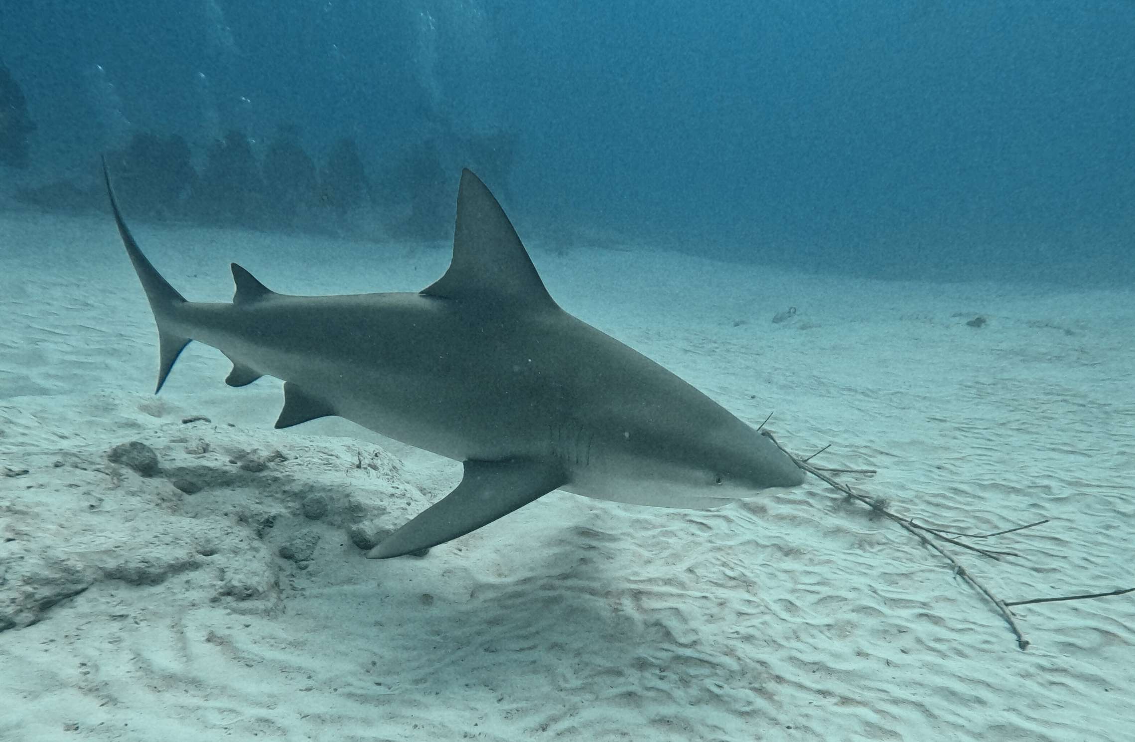 Bull shark swimming close to the bottom in Playa del Carmen