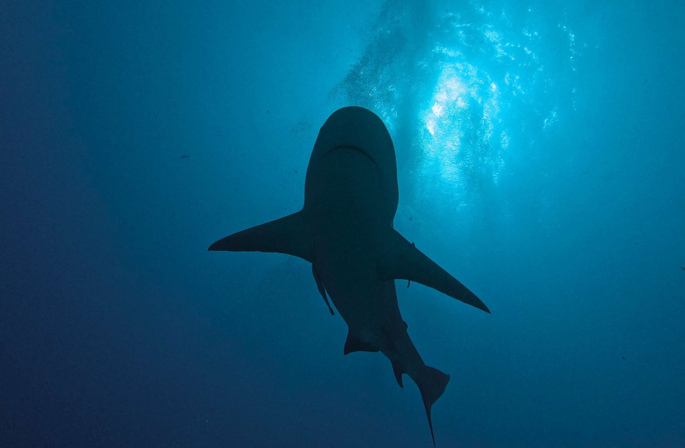 Bull shark seen from below in open water