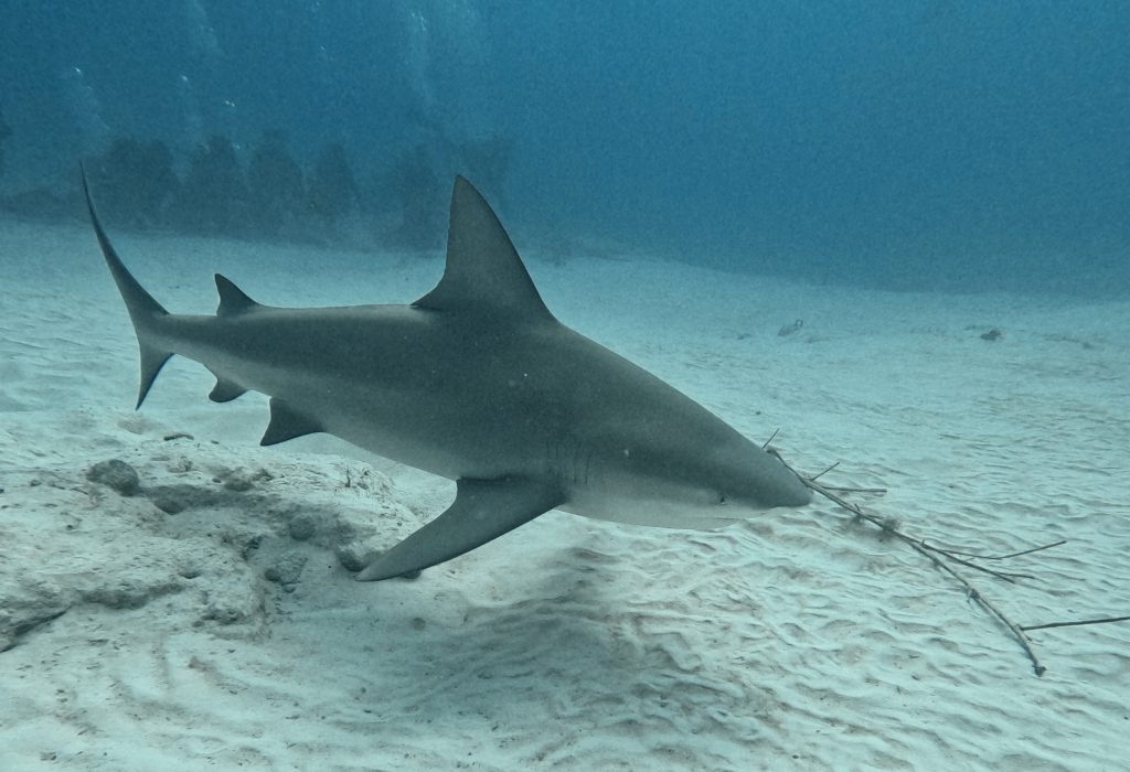 requin bouledogues (6)
