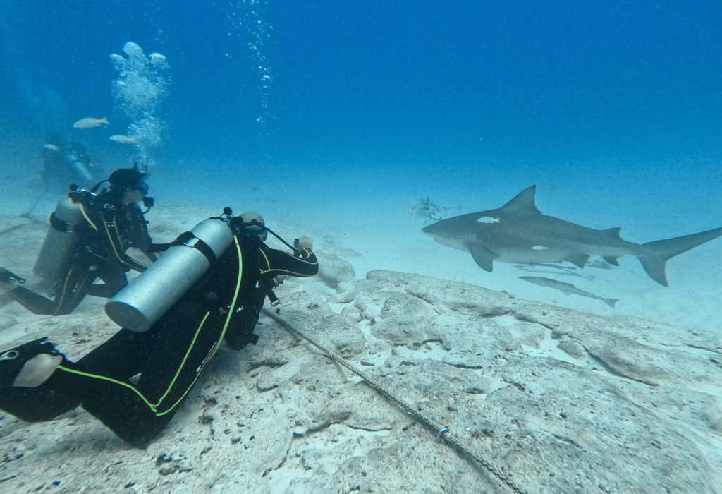 requins-bouledogues (1)